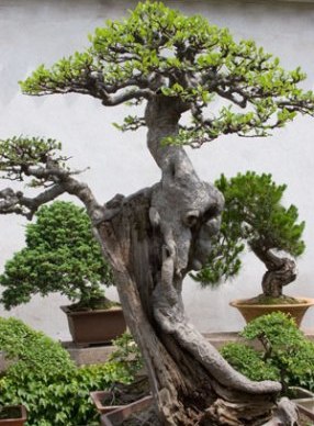 large-bonsai-tree1.jpg