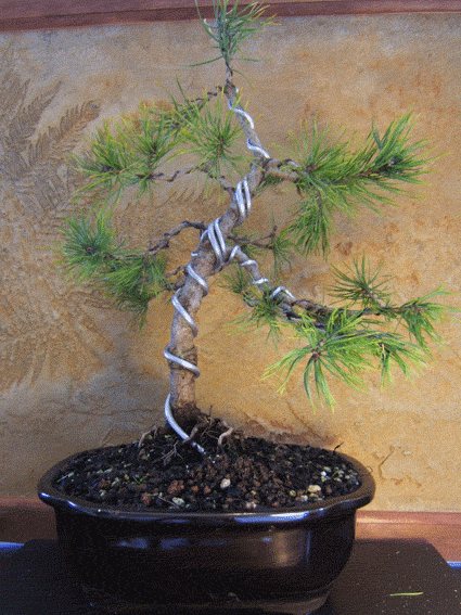 Bonsai Wiring Demonstration – Thoughts